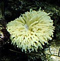 Heliofungia actiniformis