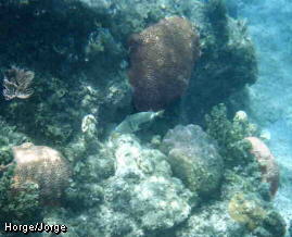Reef Tableau 1
