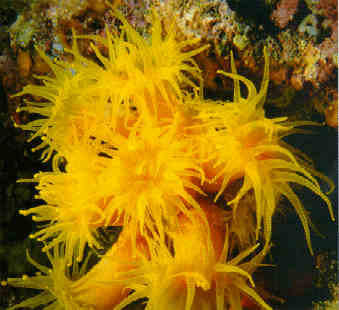 Tubastrea faulkneri